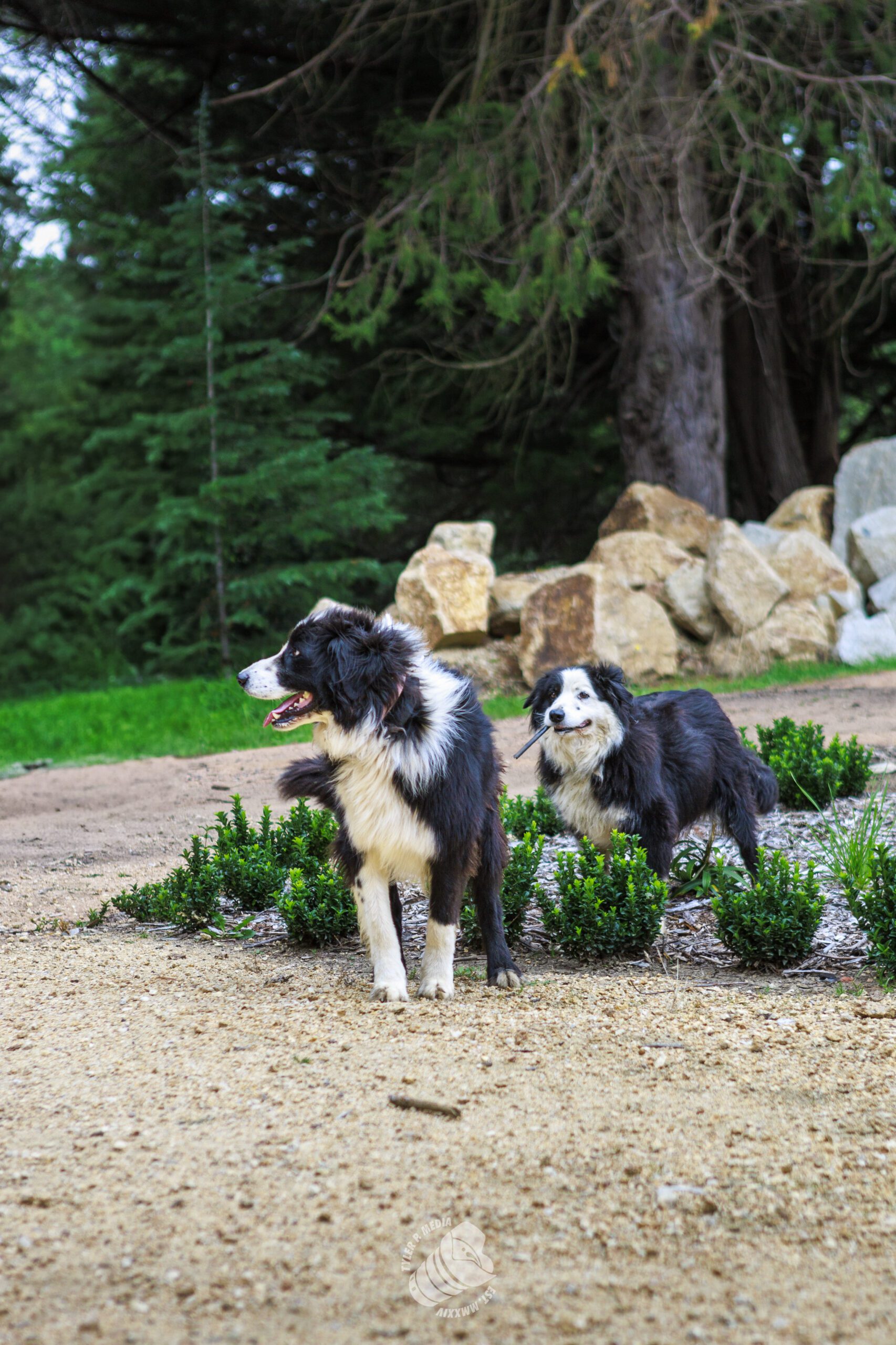 Two black and white dogs standing on a dirt path with greenery and rocks in the background.