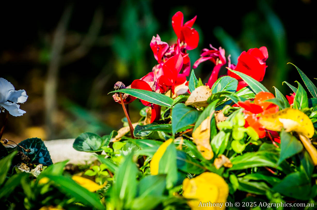 Bright red flowers among green and yellow leaves in a sunlit garden setting.